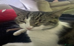 British Shorthair cats for sale: Free to good home  - Image 5