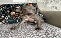 Italian Greyhound dogs for sale: Beautiful Italian greyhound puppies  - Image 9