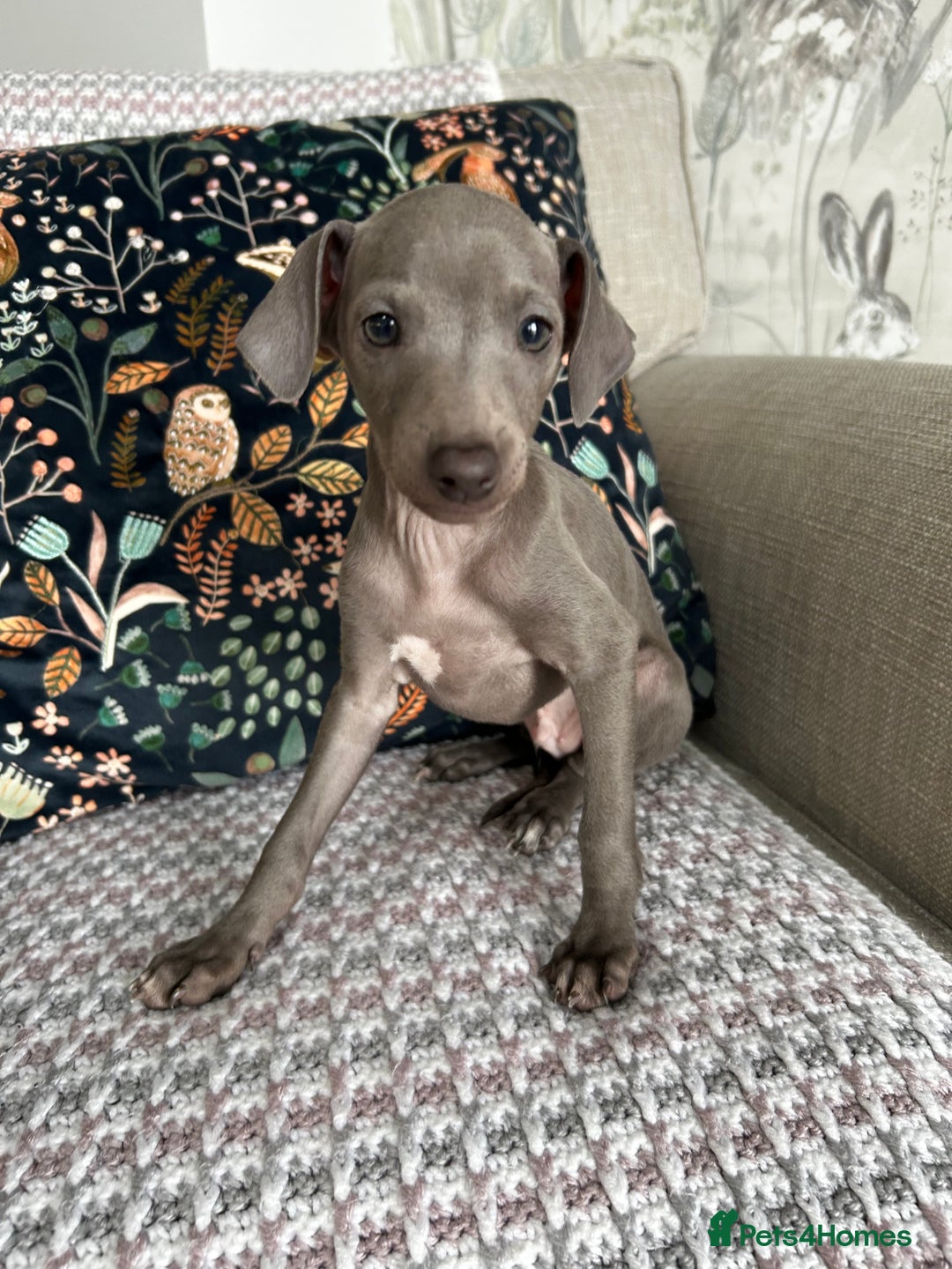 Italian Greyhound dogs for sale: Beautiful Italian greyhound puppies  - Image 9
