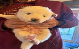 Samoyed dogs for sale: Gorgeous Samoyed Puppies  - Image 19