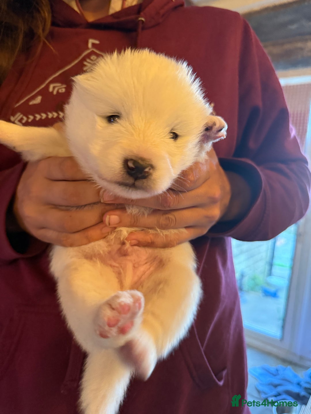Samoyed dogs for sale: Gorgeous Samoyed Puppies  - Image 19