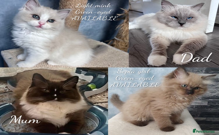 Ragdoll cats - Advert 7