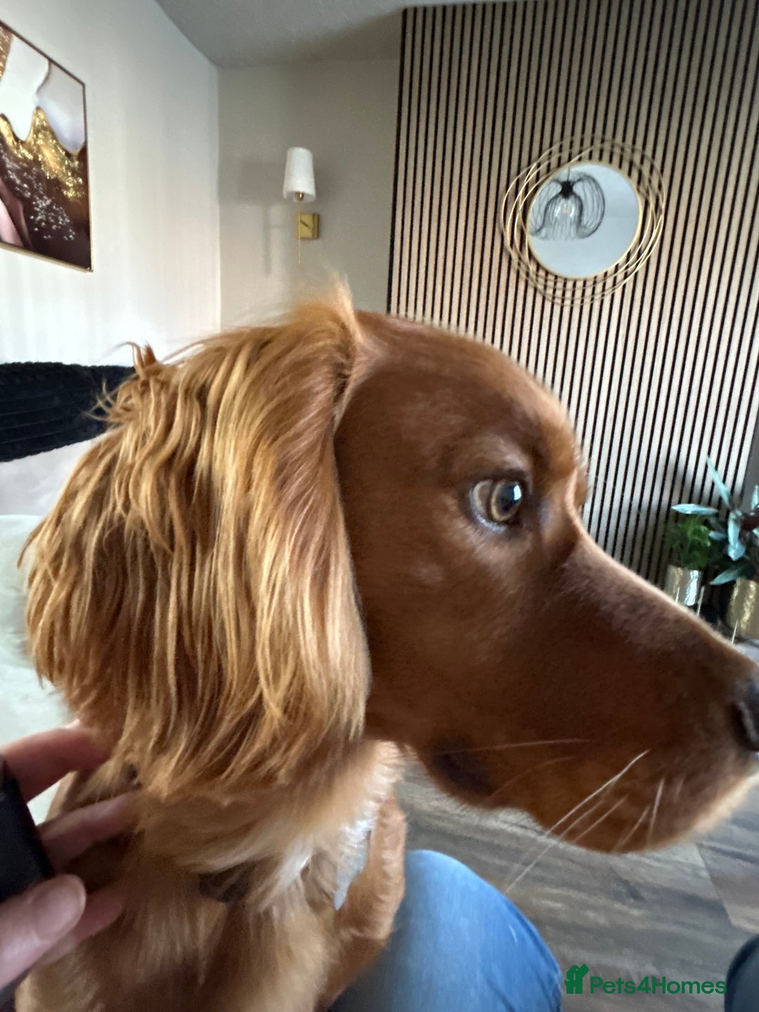 Cocker Spaniel dogs for stud: Working cocker for stud - Advert 6