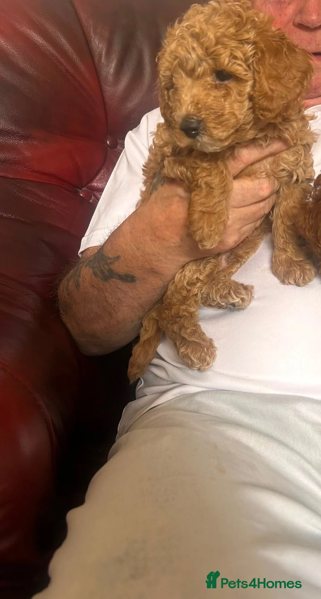 Toy Poodle dogs for sale: 2 toy poodle for sale  - Advert 1