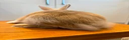 Lionhead rabbits for sale: 2 male lion head boys both brothers - Advert 11