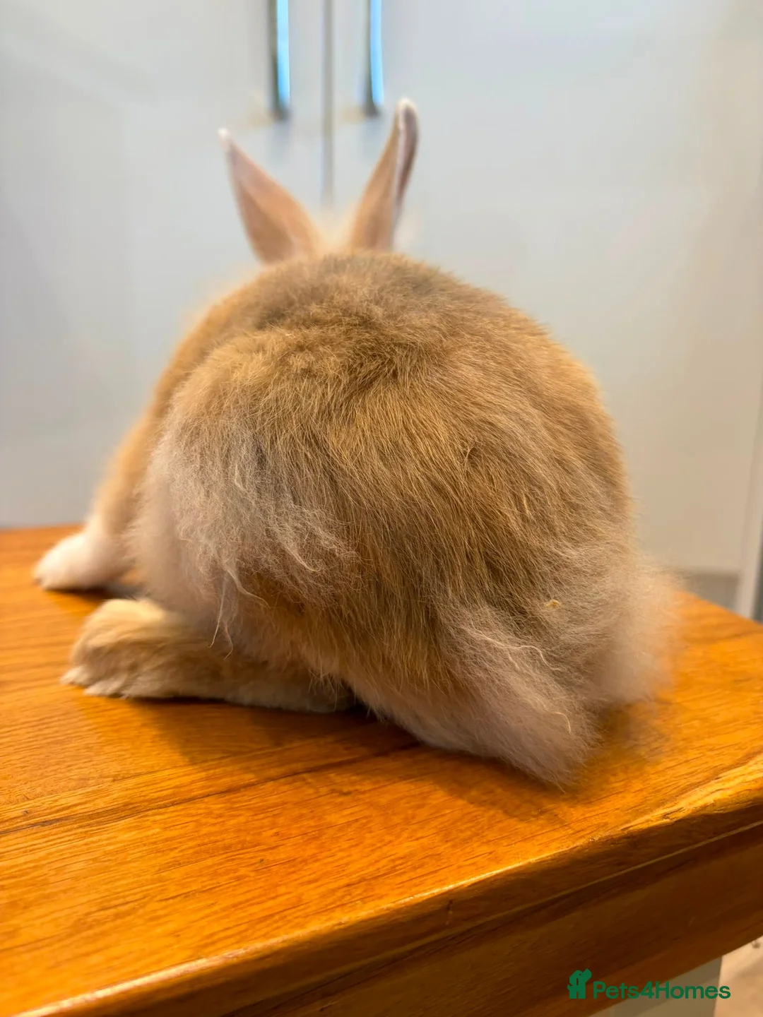 Lionhead rabbits for sale: 2 male lion head boys both brothers - Advert 11