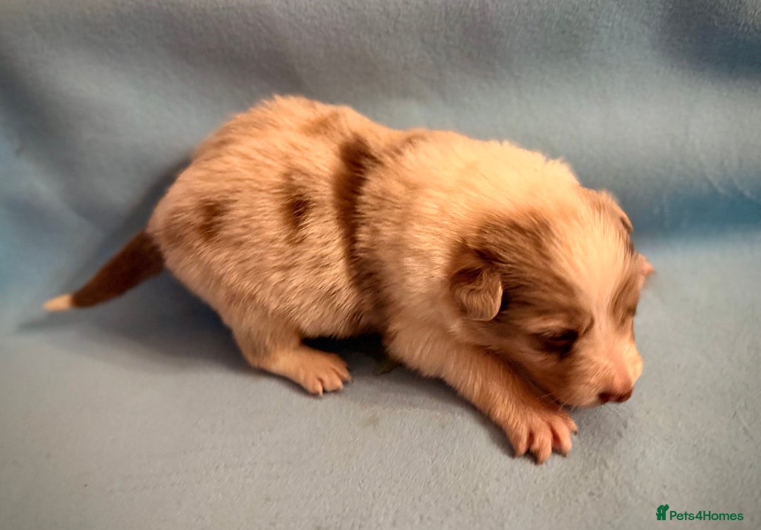 Border Collie dogs for sale: Beautiful Border Collie Pups  - Advert 6