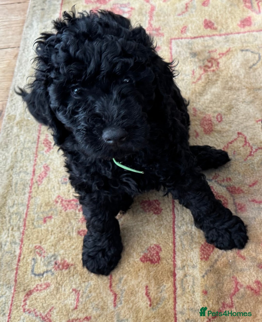 Cockapoo dogs for sale: Daisy Doodles & Marvels Pups in Spilsby - Image 5
