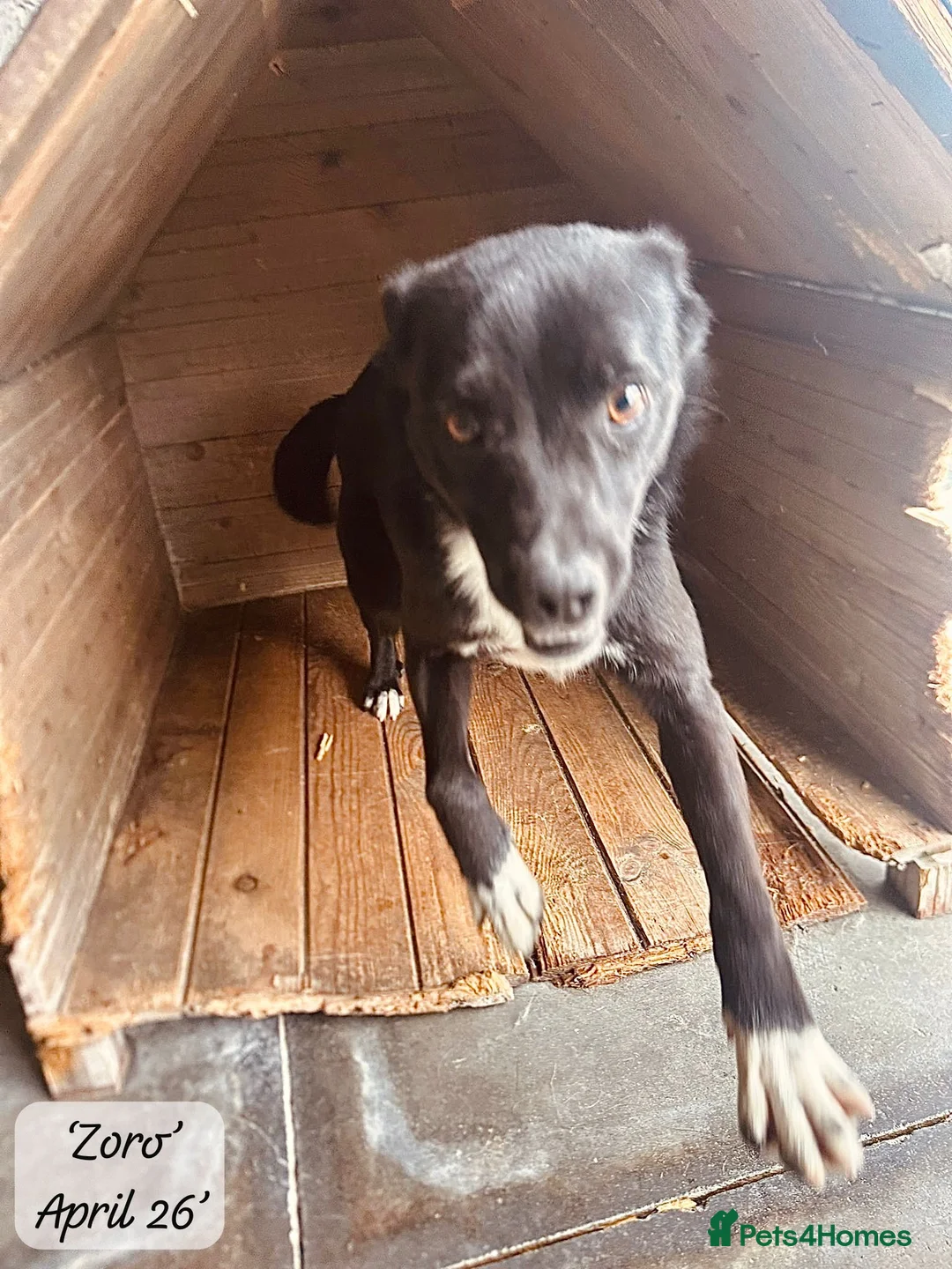 Mixed Breed dogs for adoption: Zoro-1-2yrs-only 12kg fully grown.Available now ! - Advert 2