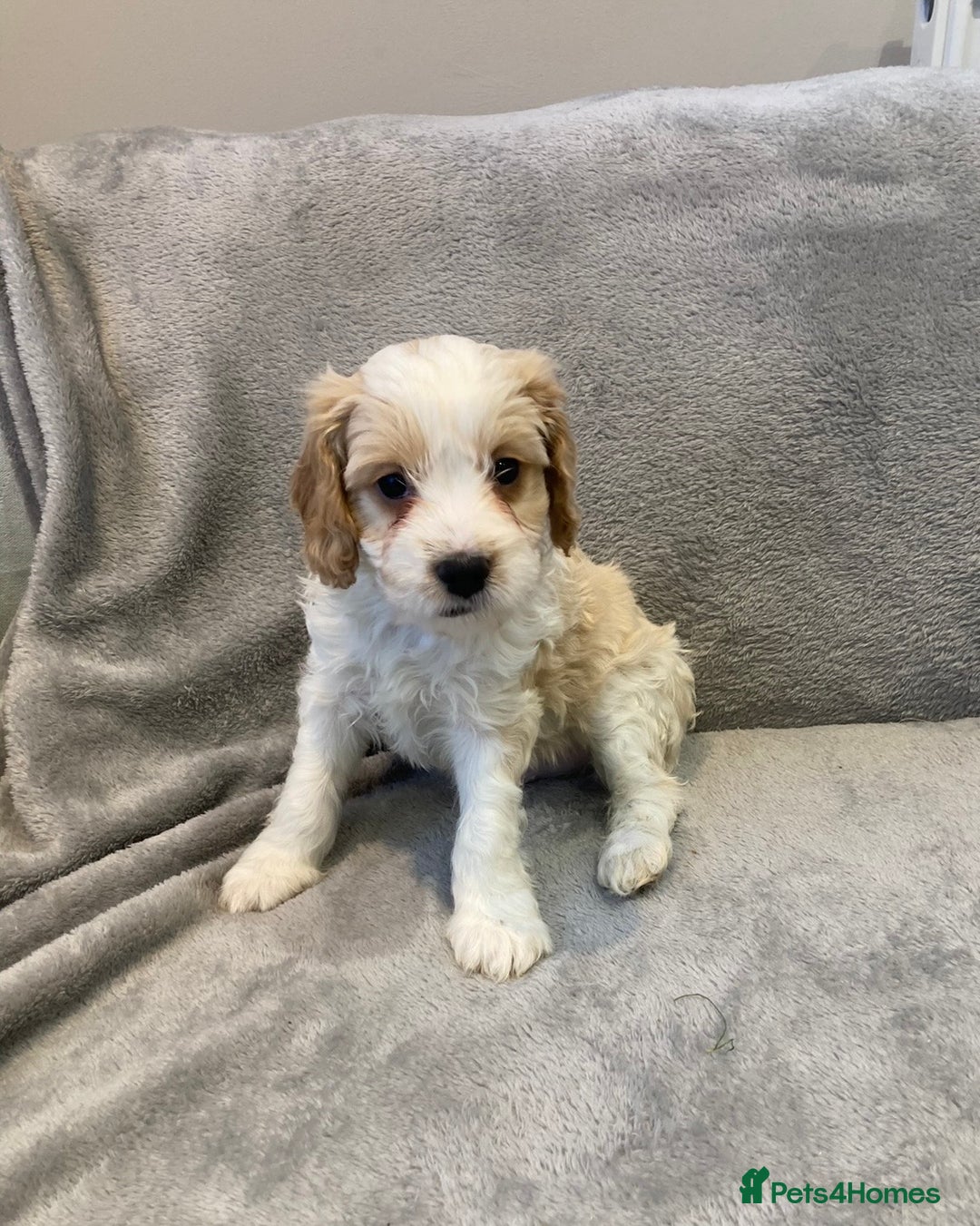 Cavapoo dogs for sale: WAITING LIST NOW OPEN Extremely Rare Merle F1  - Advert 9