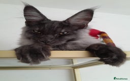 Maine Coon cats for sale: Large Black Smoke maine coon boy TICA 5 Pedigree - Image 5