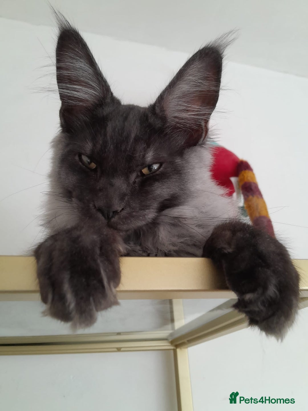 Maine Coon cats for sale: Large Black Smoke maine coon boy TICA 5 Pedigree - Image 5