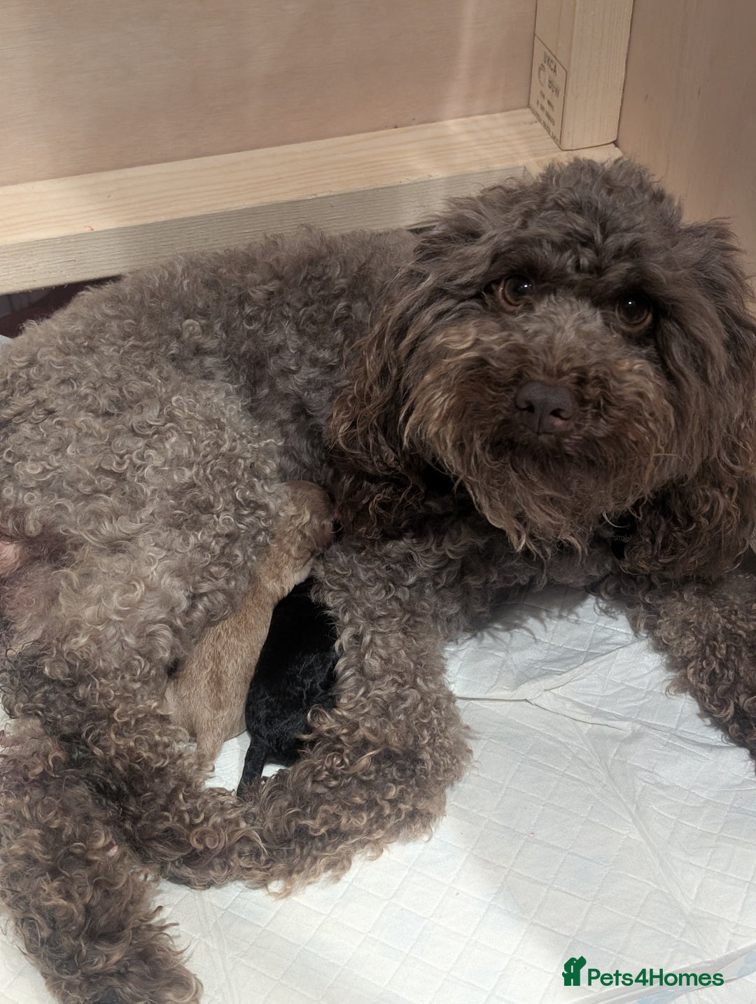 Cockapoo dogs for sale: Miniature Cockapoo Puppies  - Advert 2