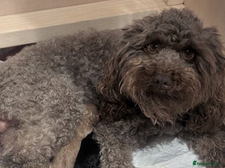 Cockapoo dogs Miniature Cockapoo Puppies - Advert 18