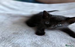 Mixed Breed cats for sale: Adorable Kittens Looking for Their Forever Homes ✨ - Image 24
