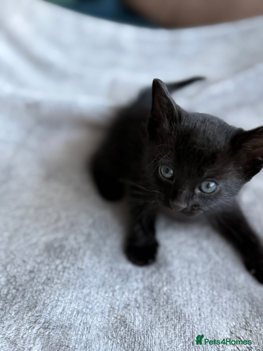Mixed Breed cats for sale: Adorable Kittens Looking for Their Forever Homes ✨ - Image 24