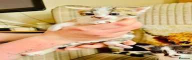 Tabby and white male