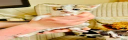 Mixed Breed cats for sale: Gorgeous friendly kittens  - Advert 2