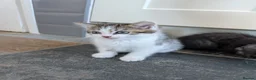 Mixed Breed cats for sale: 3 male kittens for sale - Advert 10