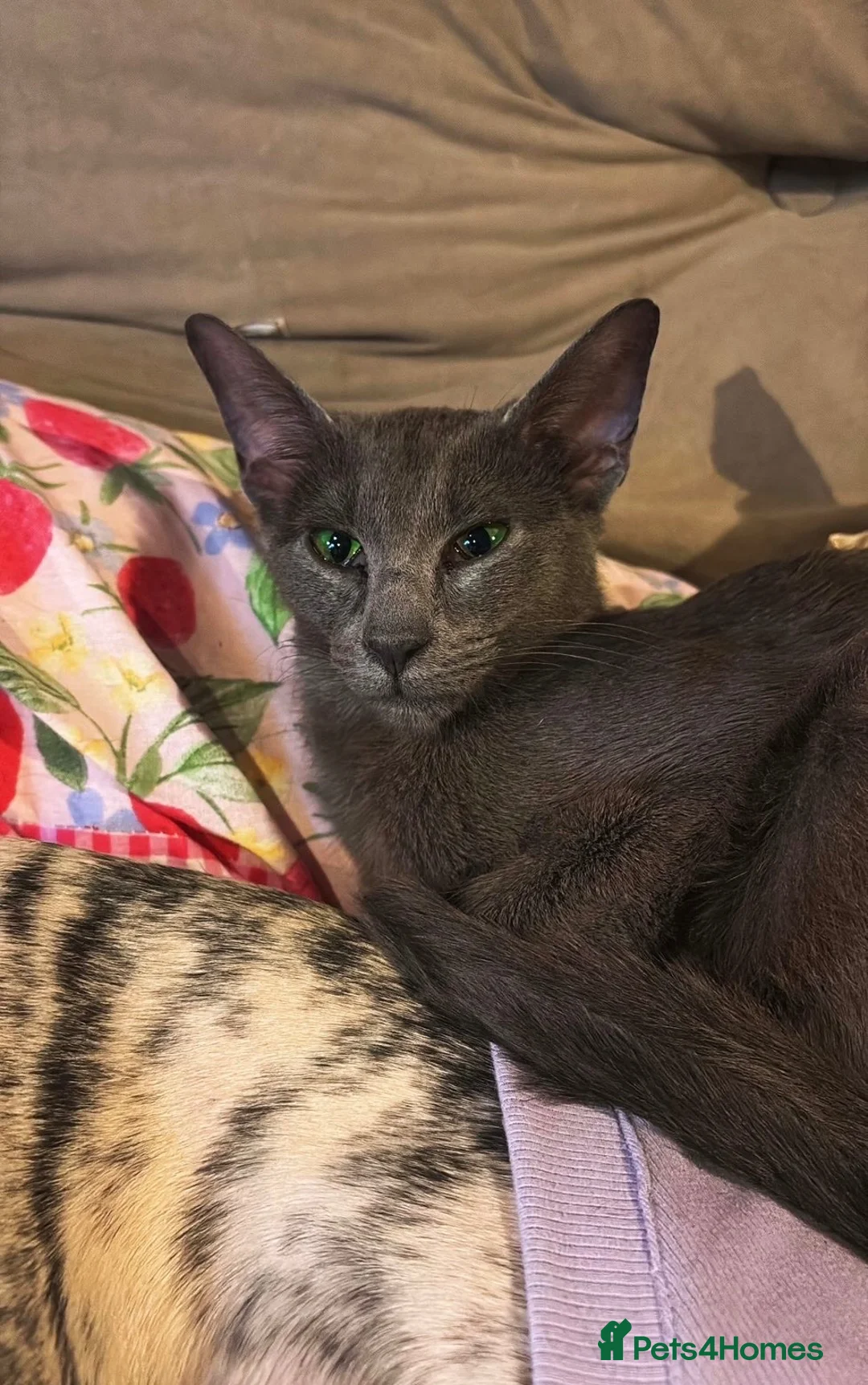 Oriental cats for sale: Blue female oriental - Advert 1