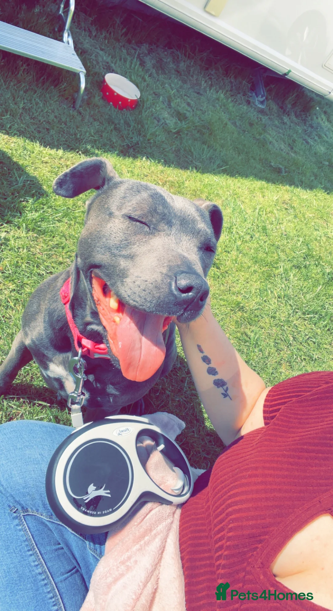 Staffordshire Bull Terrier dogs for sale: 7 Year Old Staffie in Stafford - Advert 1