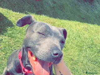 Staffordshire Bull Terrier dogs 7 Year Old Staffie - Advert 10