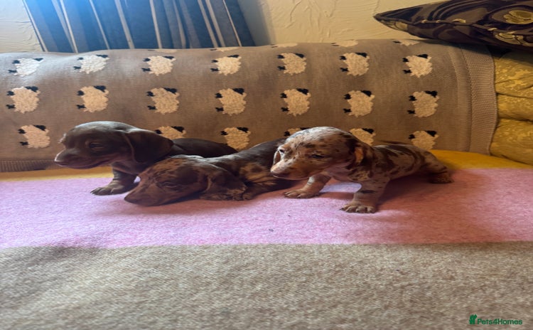 Miniature Dachshund dogs - Advert 11