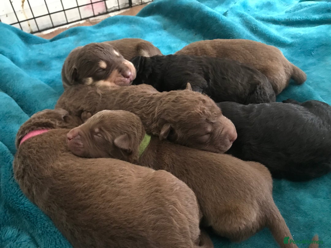 Mixed Breed dogs for sale: Beautiful puppies for sale  - Image 1