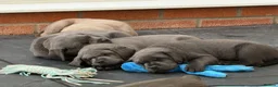 Labrador Retriever dogs for sale: KC Charcoal & Silver Labradors – Health Tested - Advert 10