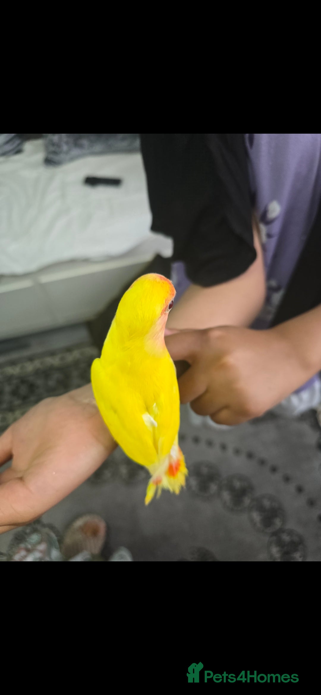 Lovebirds birds for sale: Baby lovebird  - Image 3