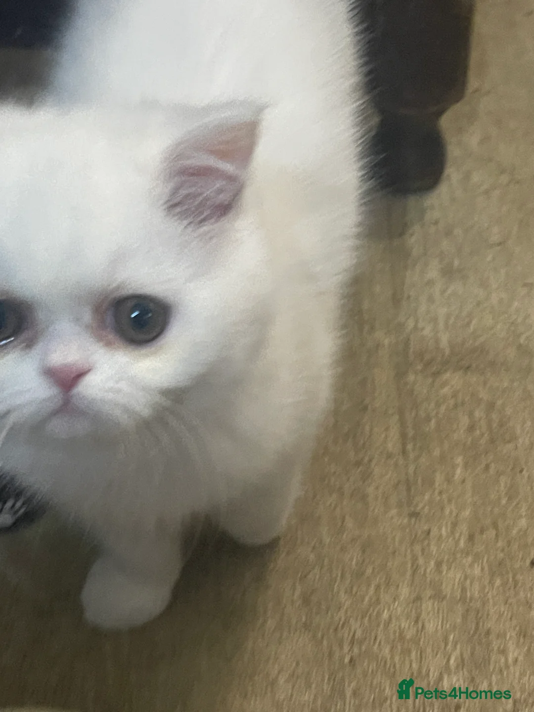 Persian cats for sale: Persian  **  kittens  - Advert 3