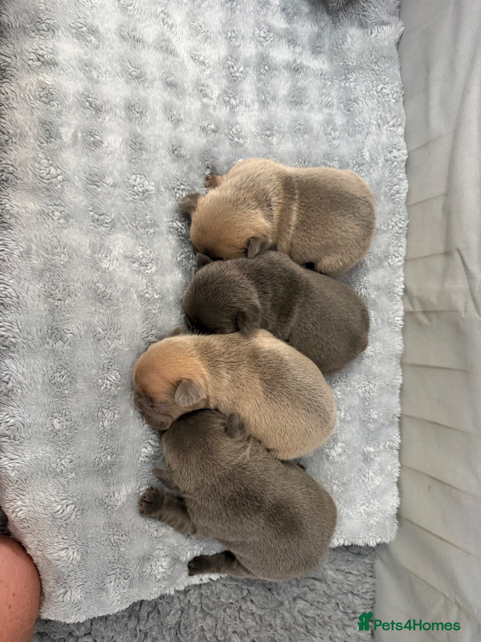 French Bulldog dogs 4 x Beuatiful Make French Bulldogs For Sale - Advert 1