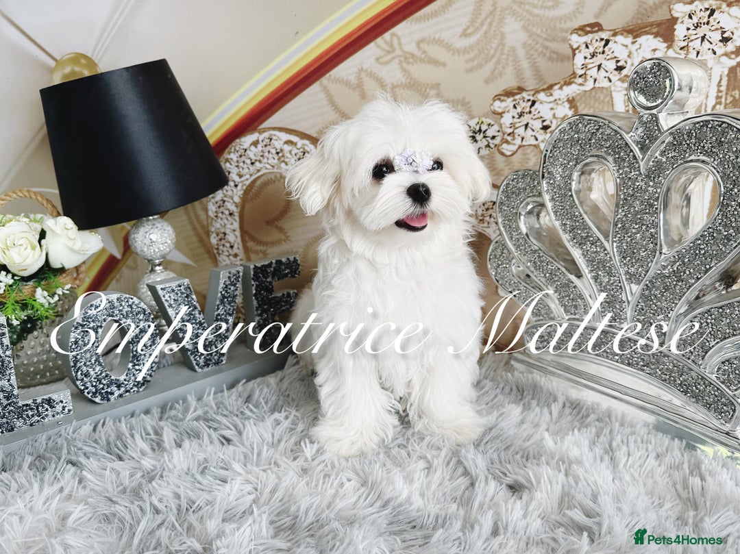 Maltese dogs for sale: KC Reg Korean type- Maltese Puppies by Emperatrice - Image 18