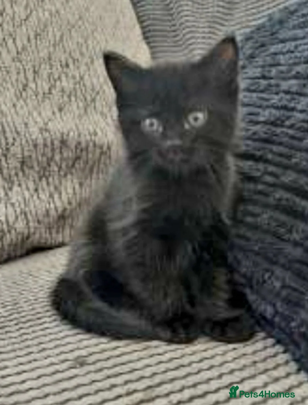 Mixed Breed cats for sale: Bengal Mixed - Advert 9