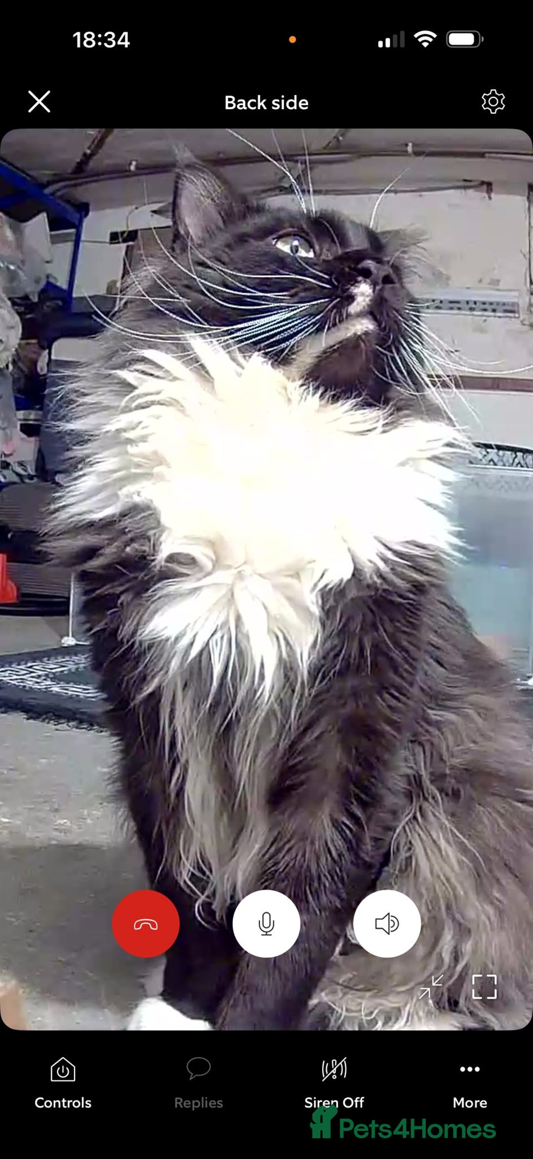 Maine Coon cats for sale: Stunning mainecoon/ragdoll babies - Advert 5