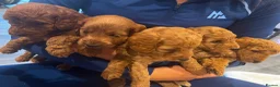 Cockapoo dogs for sale: F1BB Cockapoo Puppies , - Advert 6