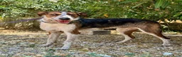 Mixed Breed dogs for adoption: 🐶Benji ,  the perfect pack companion 😍  - Advert 15