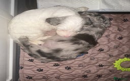 Cockapoo dogs for sale: Beautiful cockapoo puppies delivery possible - Image 13