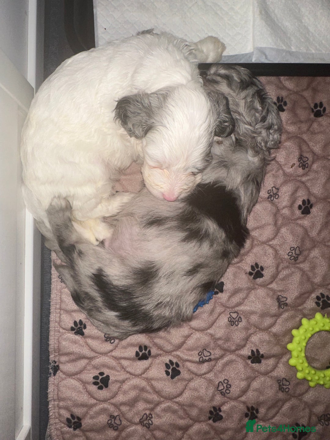 Cockapoo dogs for sale: Beautiful cockapoo puppies delivery possible - Image 13