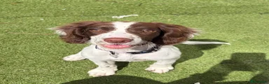 Sprocker Puppy 2