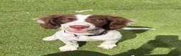Sprocker dogs for sale: Sprocker spaniel puppy  - Advert 2