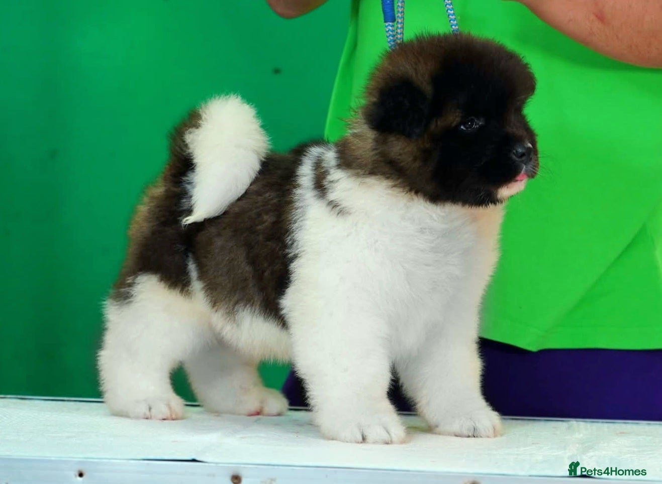 Akita dogs Ruthdales Akita Puppies - Advert 2