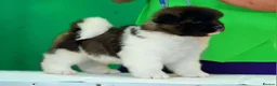 Akita dogs for sale: Ruthdales Akita Puppies - Advert 2