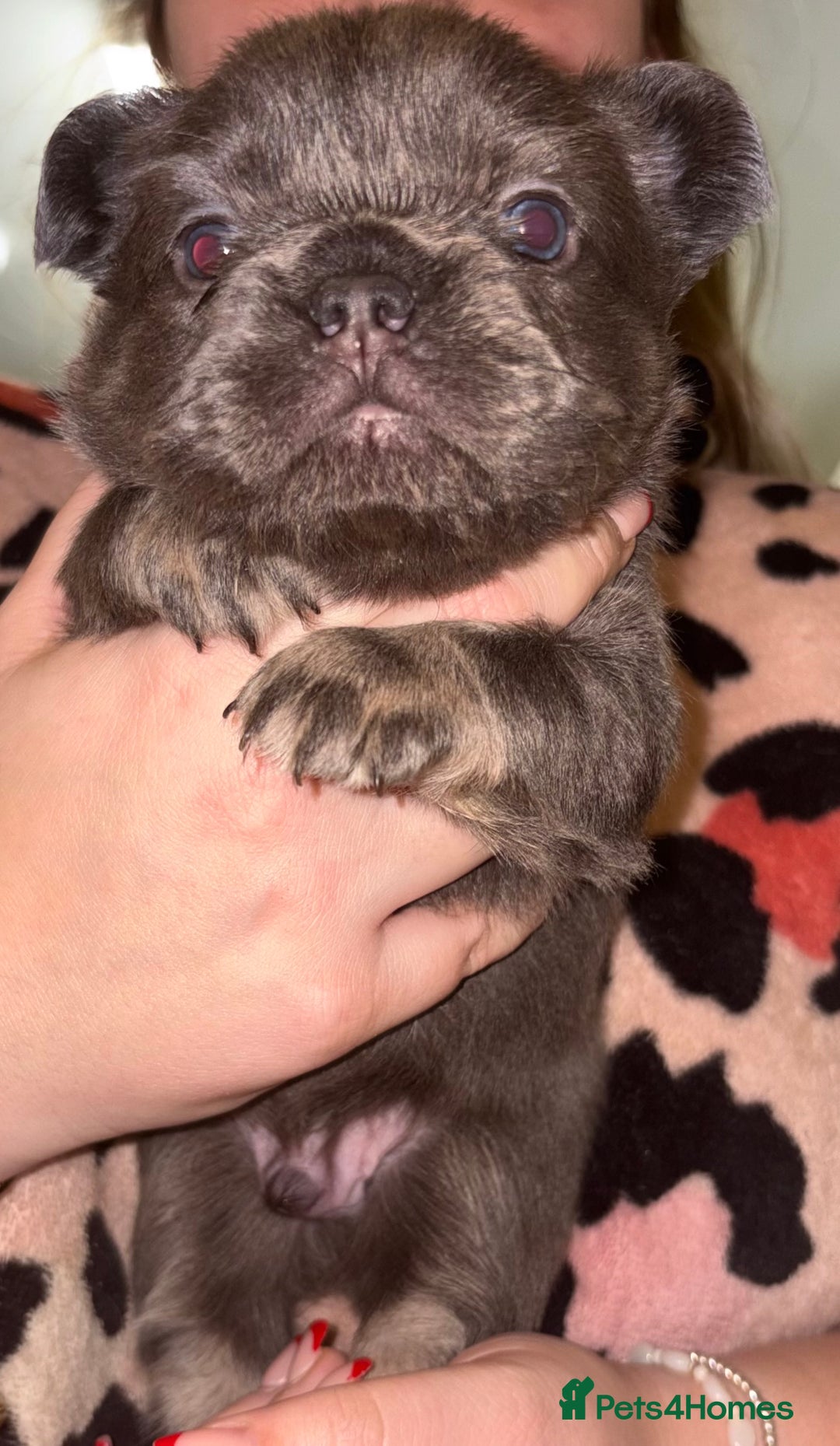 French Bulldog dogs for sale: 💯Quality 🇫🇷Fluffy french bulldogs for sale 🐶💙 - Advert 4