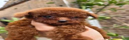 Toy Poodle dogs for sale: Asian toy poodle  - Advert 12