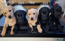 Labrador Retriever dogs for sale: KC Labrador Puppies – Ready 23rd August 🐾 - Image 1