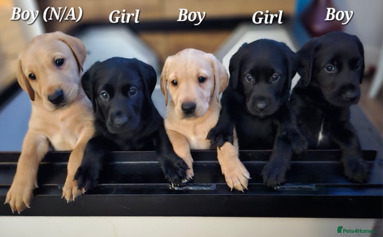 Labrador Retriever dogs - Advert 6