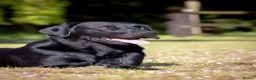 Labrador Retriever dogs for stud: Black Labrador Stud - Carries Yellow - Advert 12