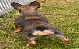 French Bulldog dogs for sale: 3 x Champion Sired KC Reg French Bulldog girls in Doncaster - Image 5