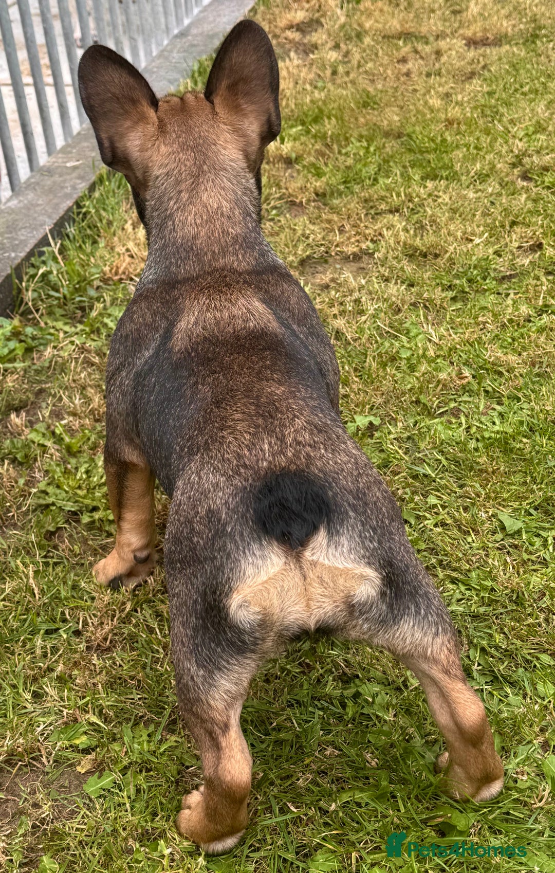 French Bulldog dogs for sale: 3 x Champion Sired KC Reg French Bulldog girls in Doncaster - Image 5
